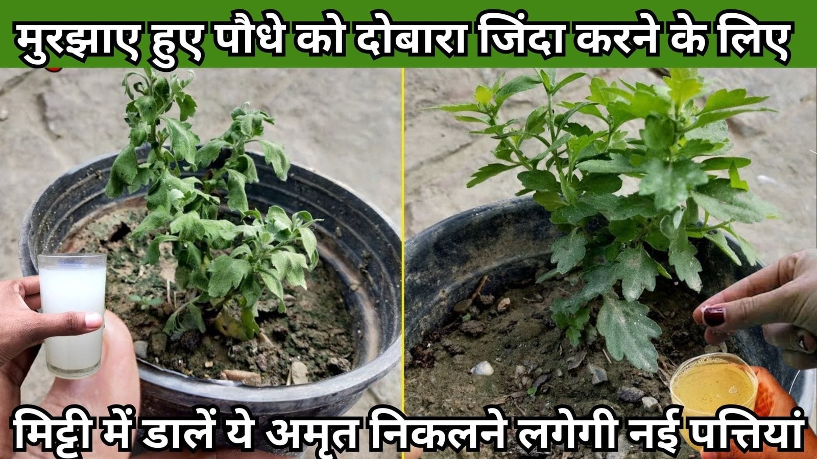 Gardening tips: मुरझाए हुए पौधे को दोबारा जिंदा करने के लिए मिट्टी में डालें ये अमृत, निकलने लगेगी नई पत्तियां हरा भरा होगा पौधा