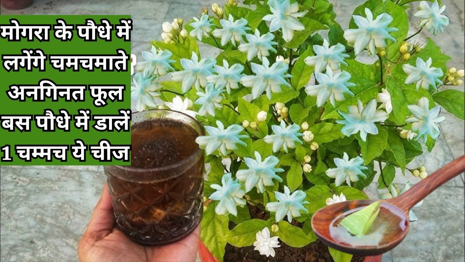 Gardening tips: मोगरा के पौधे में लगेंगे चमचमाते अनगिनत फूल, बस पौधे में डालें एक चम्मच ये चीज, माली का ये राज हर किसी के नहीं है पास