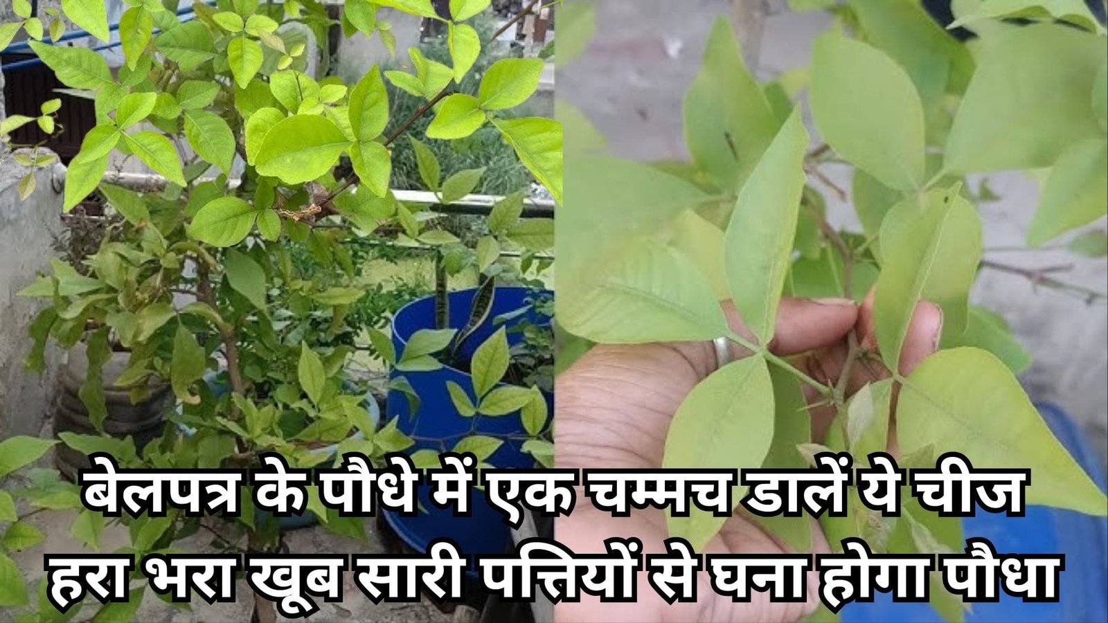 Gardening tips: बेलपत्र के पौधे में एक चम्मच डालें किचन में रखी ये चीज, हरा भरा खूब सारी पत्तियों से घना होगा पौधा सावन में मार्केट से नहीं खरीदना पड़ेगी पत्तियां