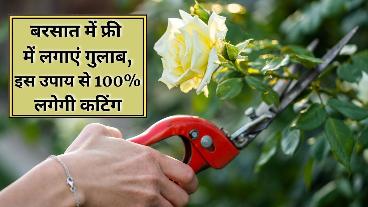गुलाब की कटिंग कैसे लगाएं
