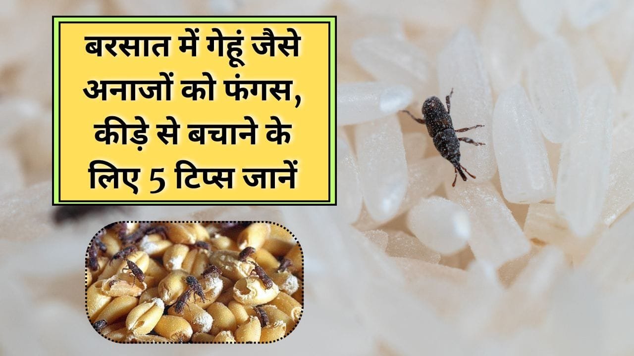 बरसात में अनाज को खराब होने से कैसे बचाएँ