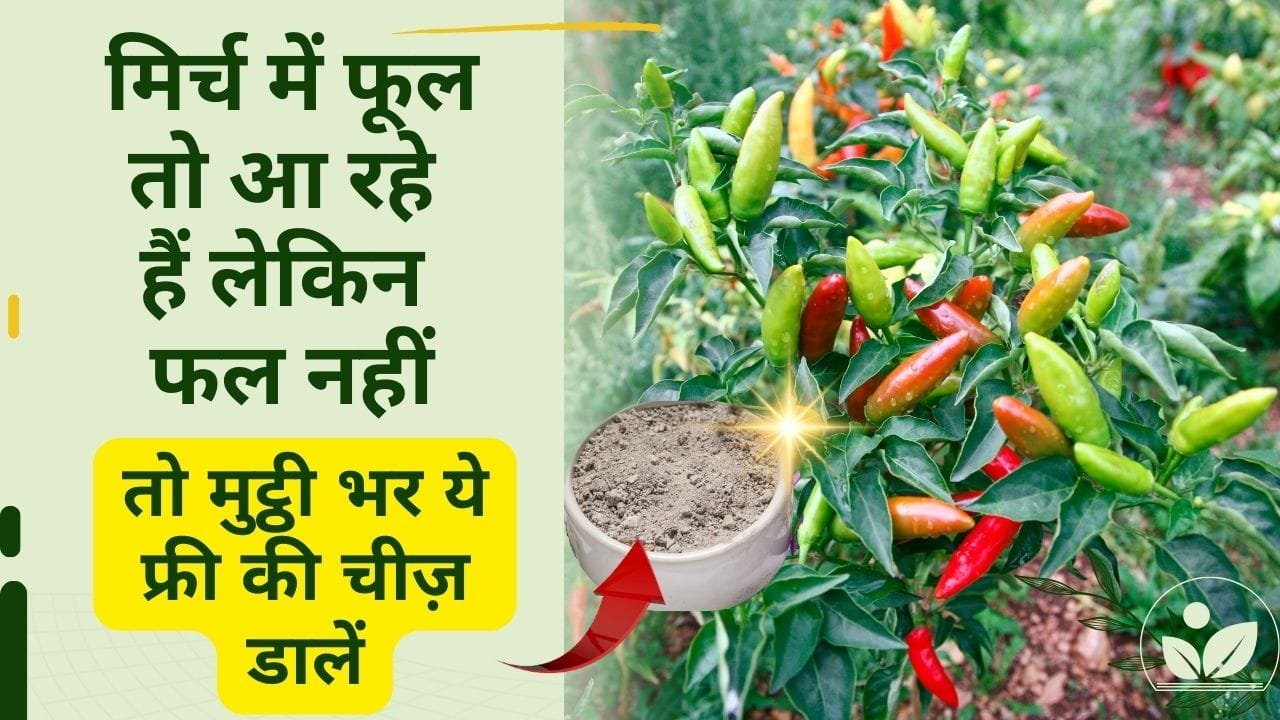 मिर्च में राख