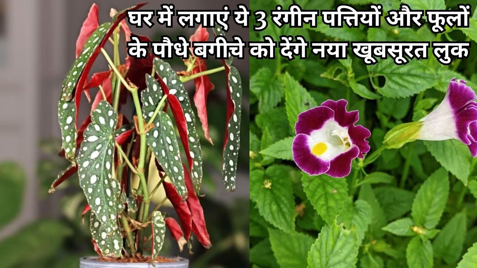 Gardening tips: घर में लगाएं ये 3 रंगीन पत्तियों और फूलों के पौधे, बगीचे को देंगे नया खूबसूरत लुक कम देखभाल में होंगे तैयार, जाने नाम