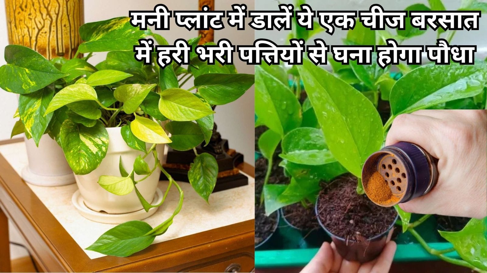 Gardening Tips: मनी प्लांट में डालें ये एक चीज, बरसात में कीड़े लगने की समस्या से मिलेगा छुटकारा हरी भरी पत्तियों से घना होगा पौधा