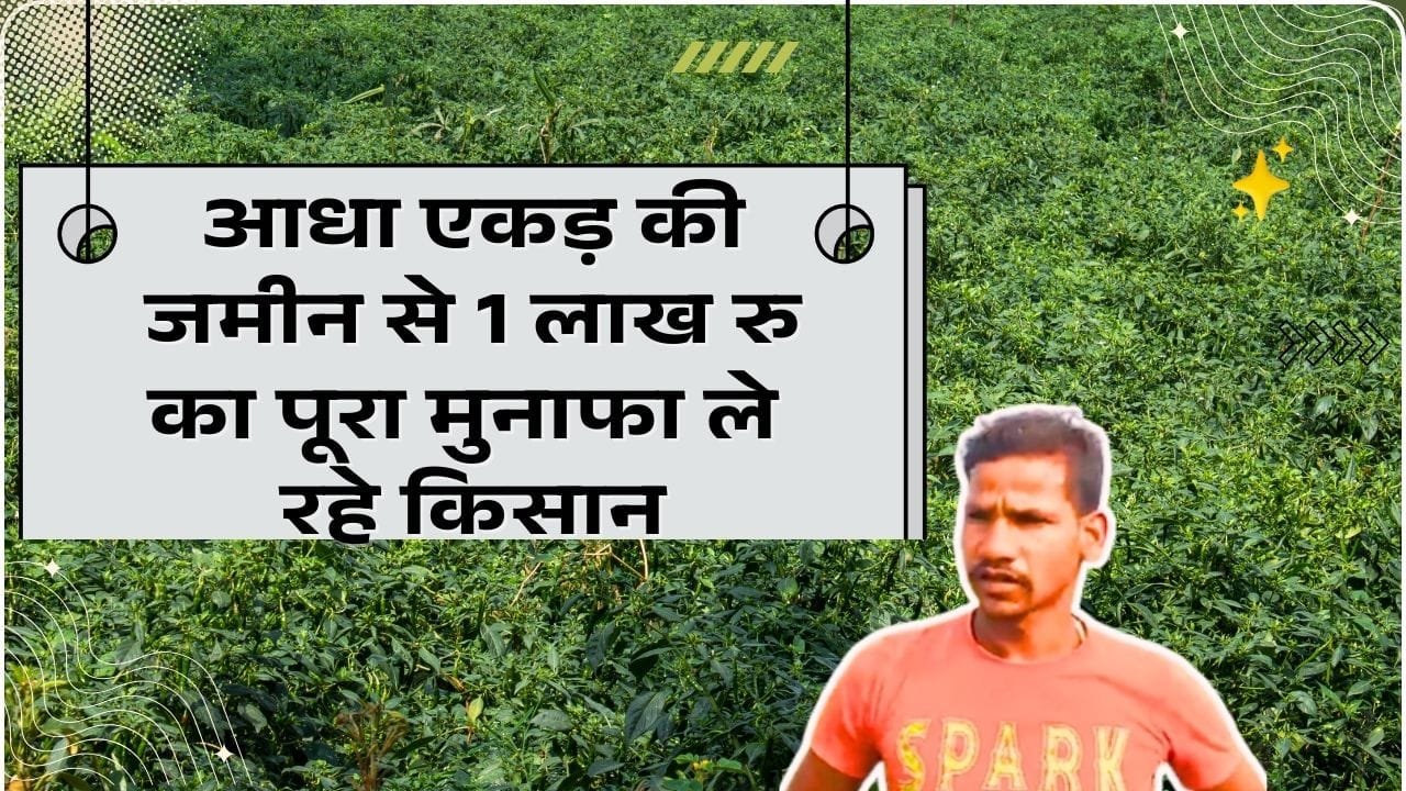 हरी मिर्च की खेती