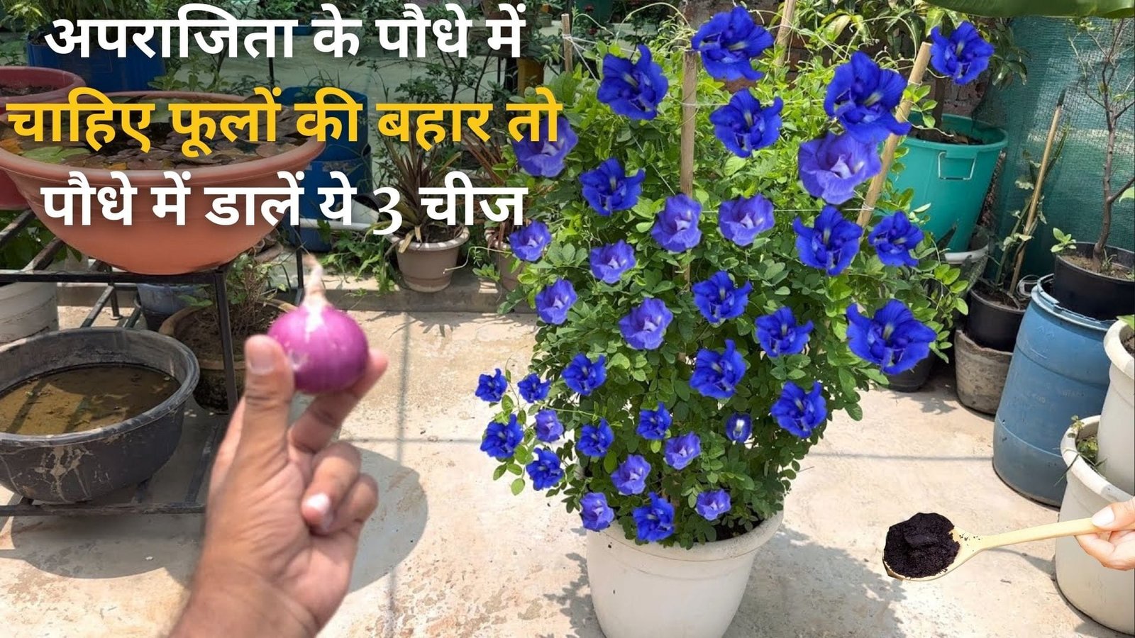 Gardening tips: अपराजिता के पौधे में चाहिए फूलों की बहार, तो पौधे में डालें ये 3 चीज हर डाल में निकलेंगे शंखपुष्पी फूल, जाने नाम