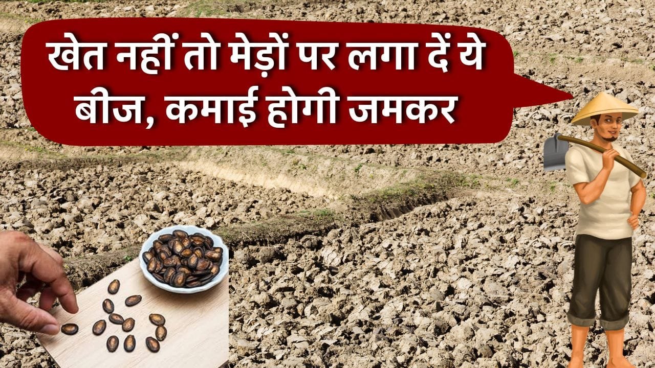 खेत के मेड़ों में तरबूज की खेती