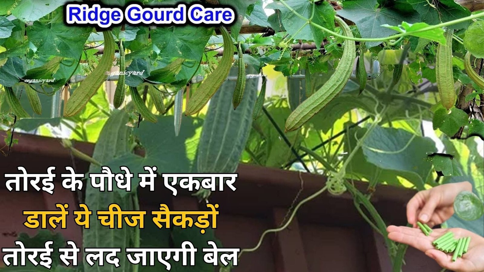 Gardening tips: तोरई के पौधे में एकबार डालें ये चीज 2 महीने तक नहीं देनी पड़ेगी दूसरी कोई खाद सैकड़ों तोरई से लद जाएगी बेल, जाने बेल से तोरई लेने का राज
