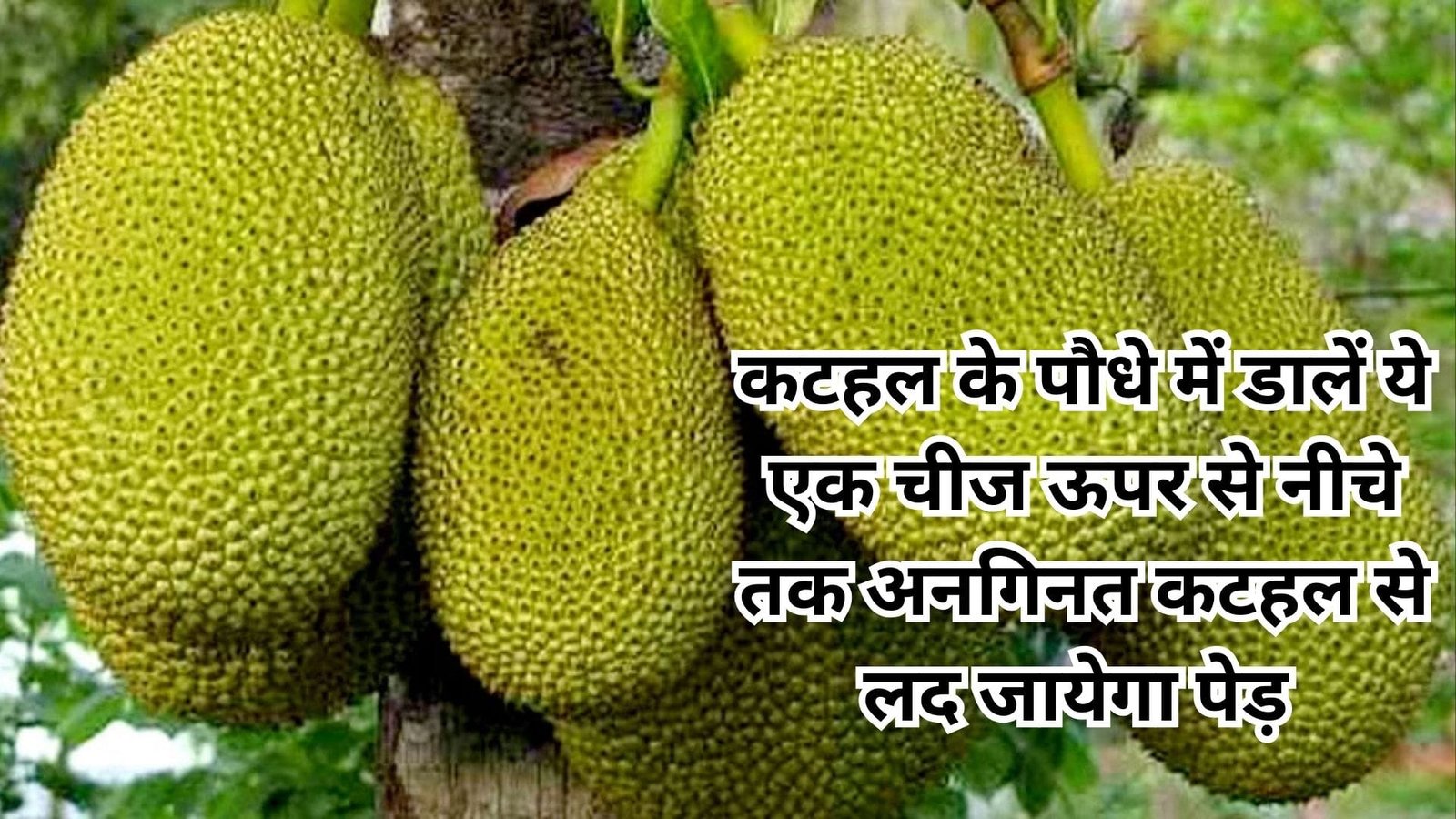Gardening tips: कटहल के पौधे में नहीं आ रहे है फल, तो पौधे में डालें ये एक चमत्कारी चीज, ऊपर से नीचे तक अनगिनत कटहल से लद जायेगा पेड़