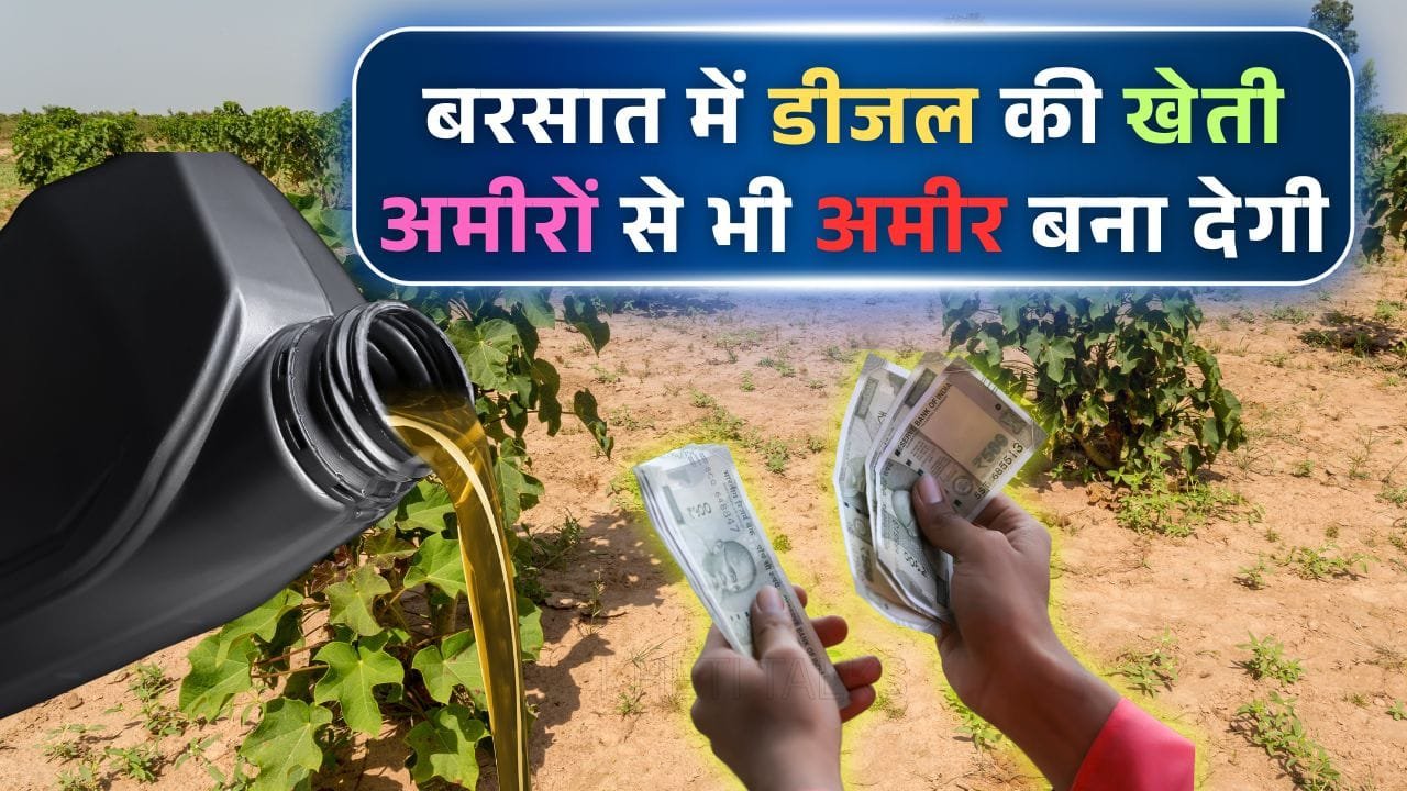 Cultivation of Jatropha