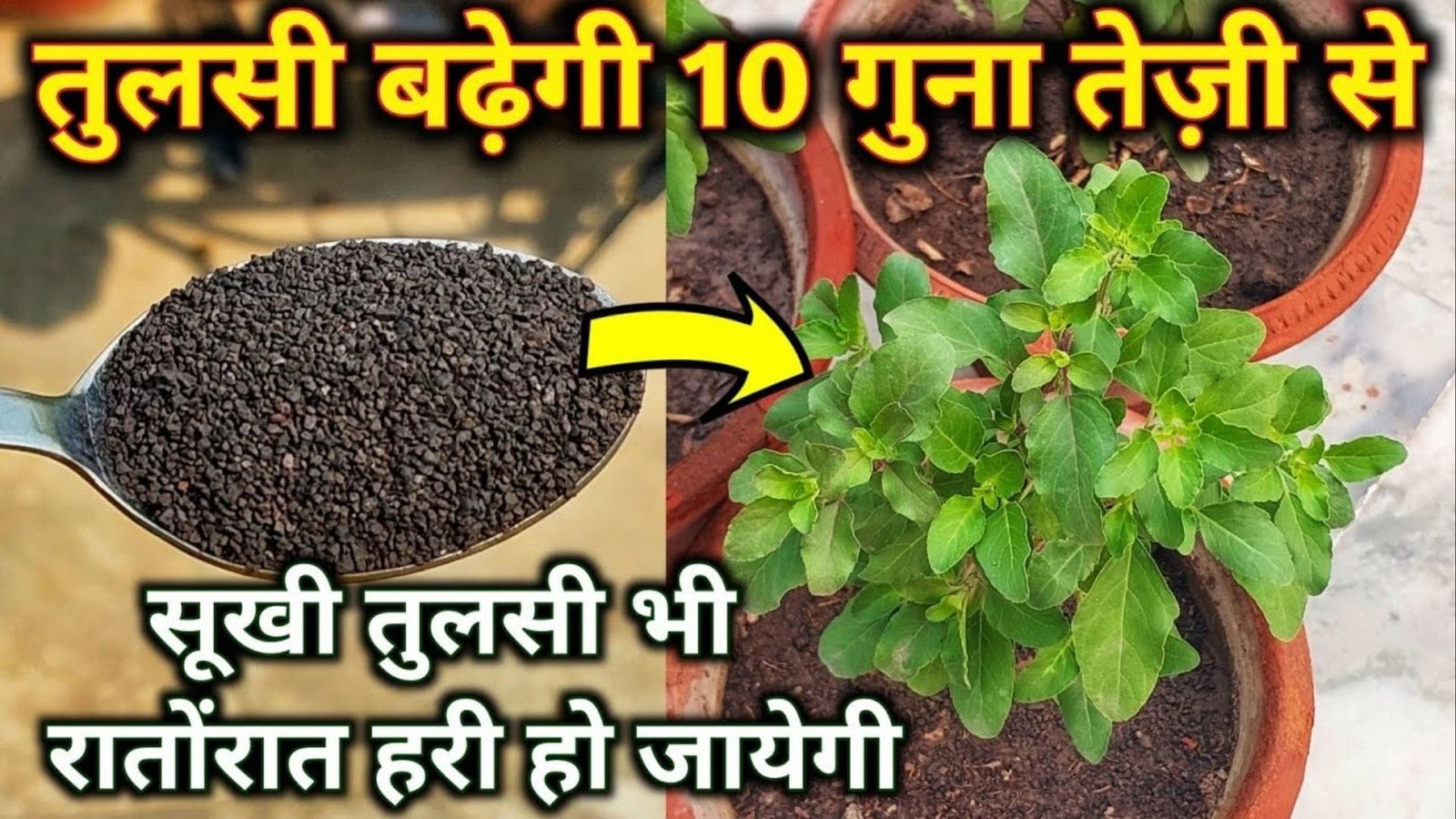 Gardening tips: तुलसी का पौधा नर्सरी से लाने के बाद हर बार सुख जाता है, तो पौधे में डालें ये चमत्कारी चीज हमेशा हरी भरी रहेगी तुलसी