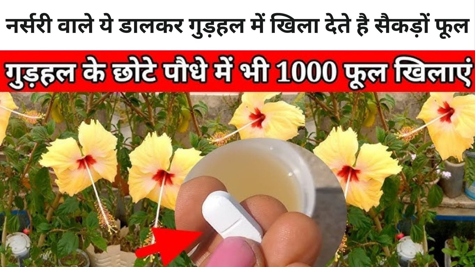 Gardening tips: नर्सरी वाले ये एक चीज डालकर गुड़हल में खिला देते है सैकड़ों फूल, माली ने खुद इस्तेमाल करके दिखाया कमाल, जाने नाम