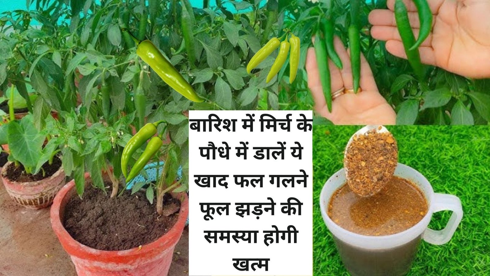 Gardening tips: बारिश के मौसम में मिर्च के पौधे में डालें ये खाद, फल गलने फूल झड़ने की समस्या होगी खत्म पैदावार में होगी बेशुमार वृद्धि, जाने नाम