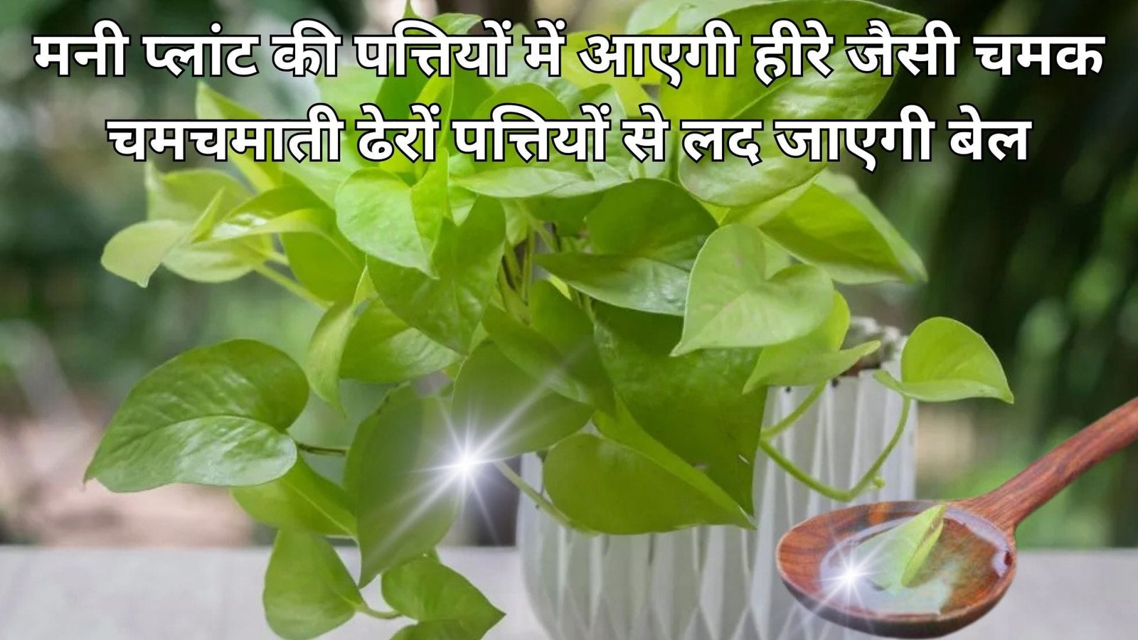 Gardening tips: मनी प्लांट की पत्तियों में आएगी हीरे जैसी चमक, चमचमाती ढेरों पत्तियों से लद जाएगी बेल बस पौधे में डालें ये एक चीज, जाने नाम