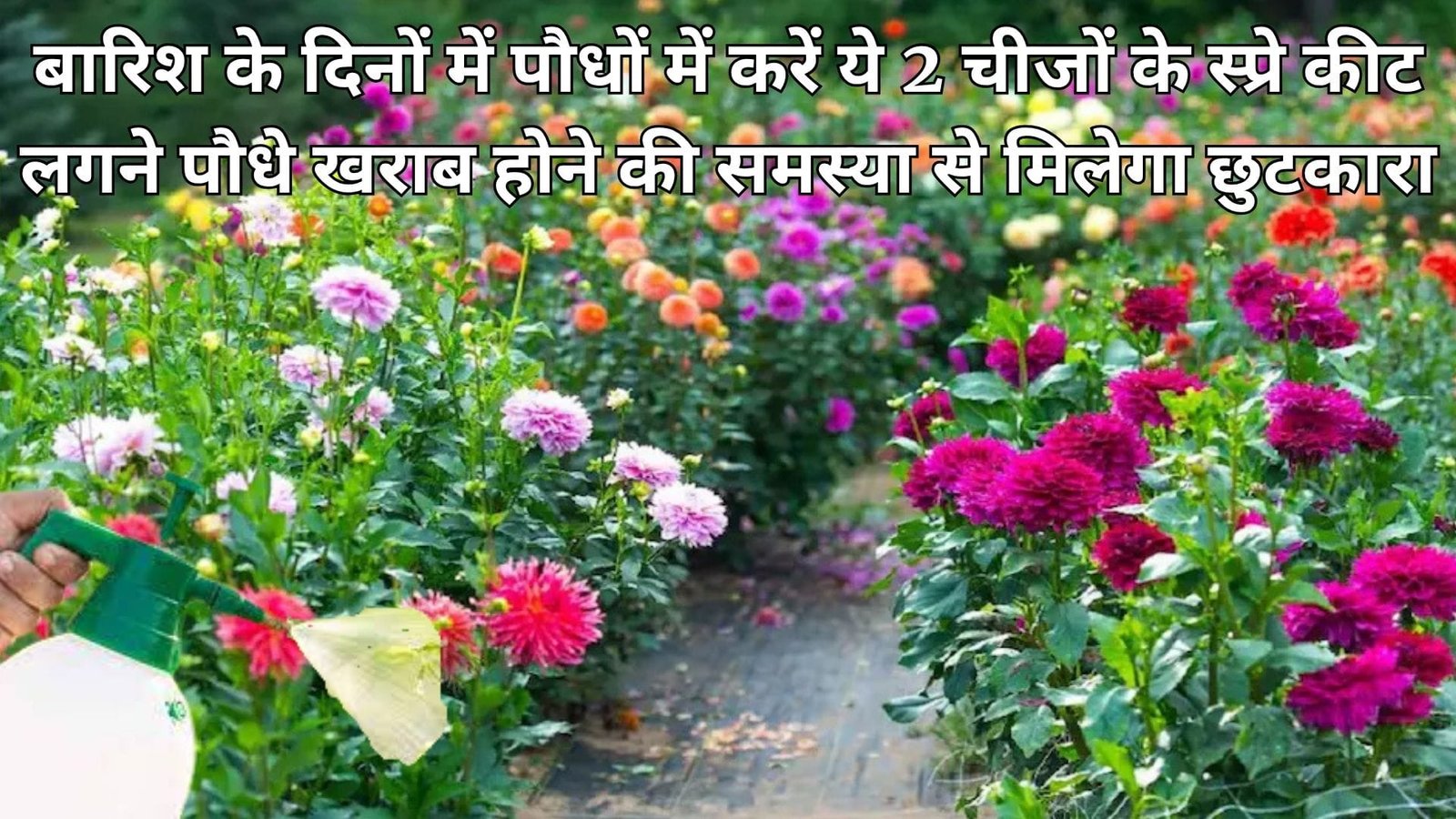 Gardening tips: बारिश के दिनों में पौधों में करें ये 2 चीजों के स्प्रे, कीट लगने पौधे खराब होने की समस्या से मिलेगा छुटकारा, जाने नाम