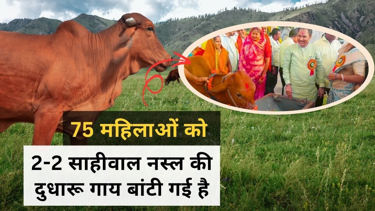 दुधारू पशु प्रदाय योजना