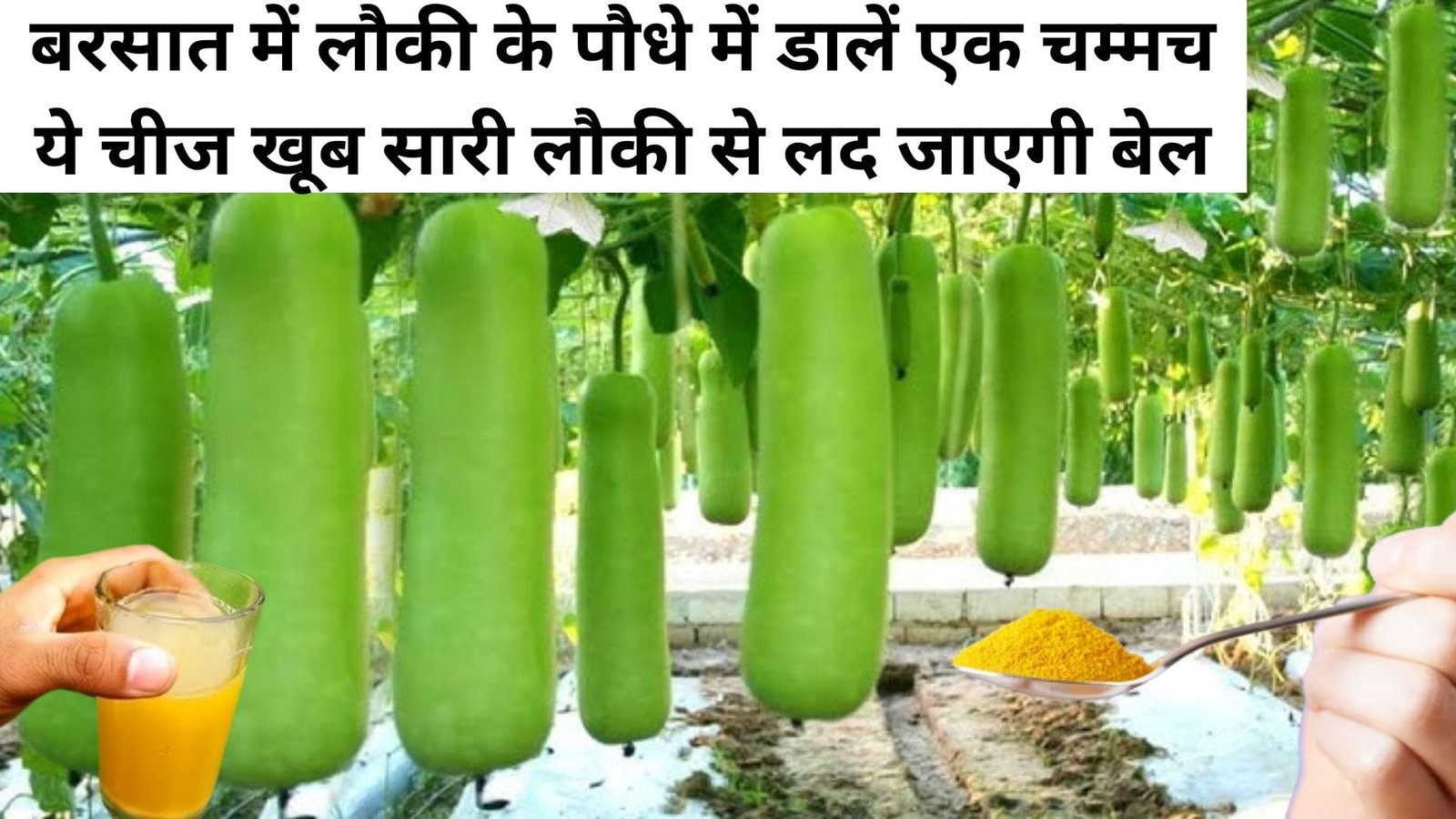 Gardening tips: बरसात में लौकी के पौधे में डालें एक चम्मच ये चीज, खूब सारी लौकी से लद जाएगी बेल कीट रोग से मुक्त रहेगी बेल, जाने बेल से लौकी लेने का राज