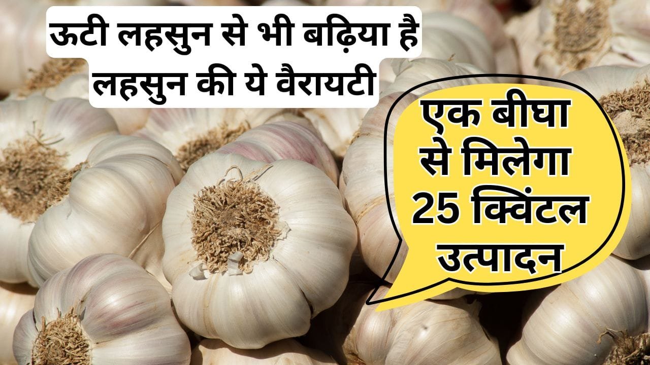 लहसुन की बढ़िया वैरायटी
