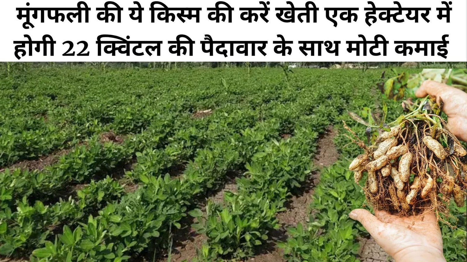 मूंगफली की ये किस्म की करें खेती, एक हेक्टेयर में होगी 22 क्विंटल की पैदावार के साथ मोटी कमाई मालामाल हो जायेंगे किसान, जाने नाम