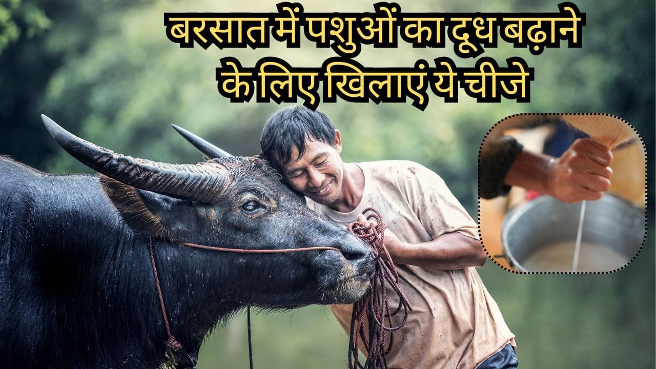 बरसात में पशुओं का दूध बढ़ाने के लिए क्या खिलाएं