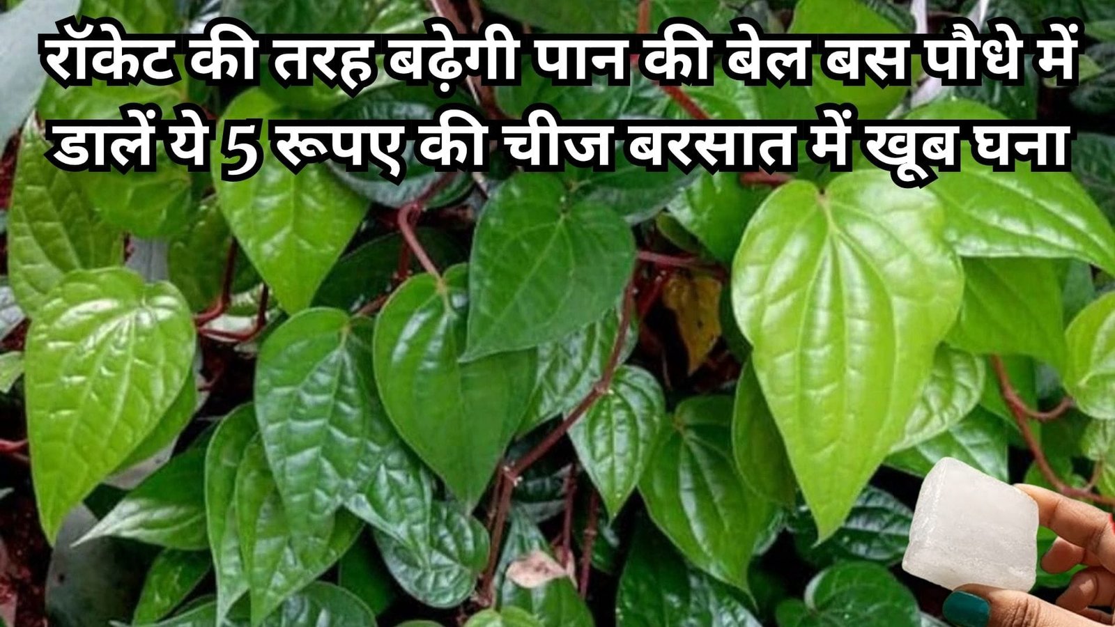 Gardening tips: रॉकेट की तरह बढ़ेगी पान की बेल, बस पौधे में डालें ये 5 रूपए की चीज बरसात में खूब घना हो जायेगा पौधा, जाने नाम