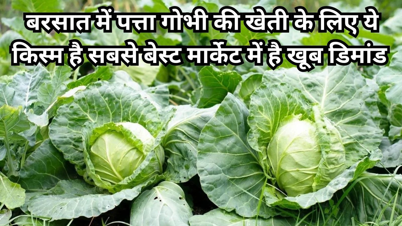 बरसात में पत्ता गोभी की खेती के लिए ये किस्म है सबसे बेस्ट, मार्केट में है खूब डिमांड खेती से होगी मोटी कमाई, जाने विशेषताएं