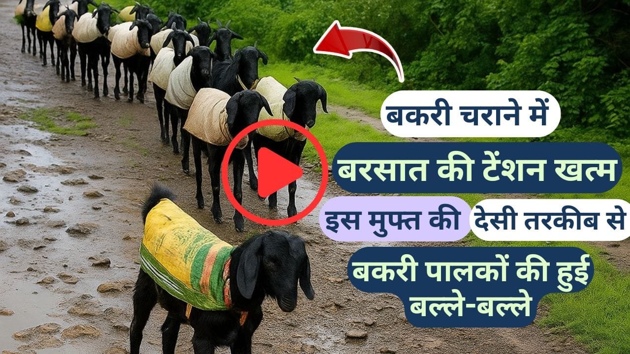 बरसात में बकरी चराने का जुगाड़