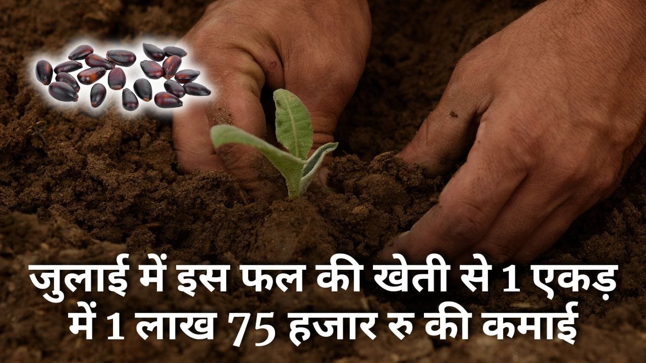 सीताफल की खेती