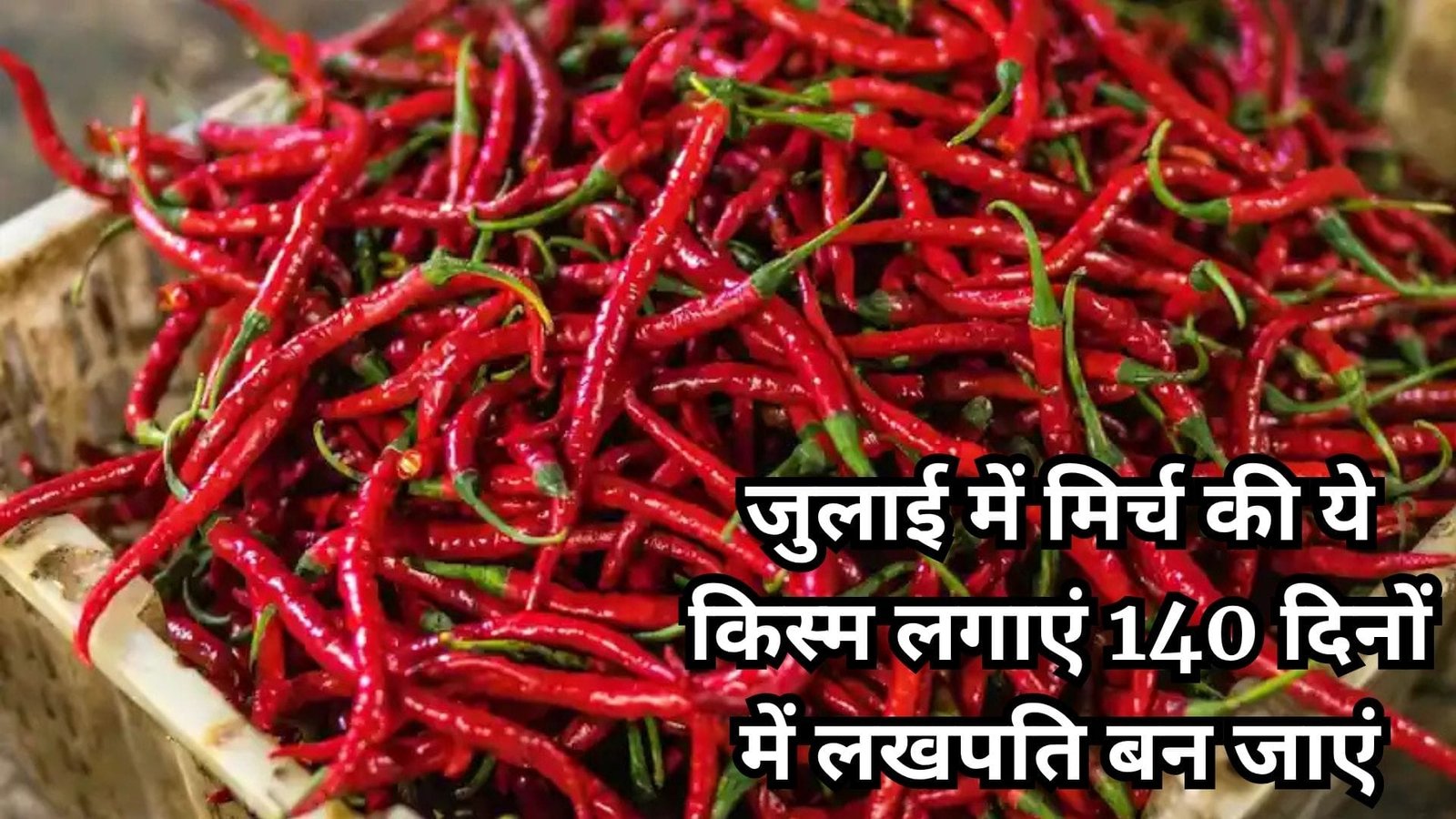 जुलाई में मिर्च की ये किस्म लगाएं 140 दिनों में लखपति बन जाएं, एक बीघा में खेती से होगी छप्परफाड़ कमाई, जाने नाम