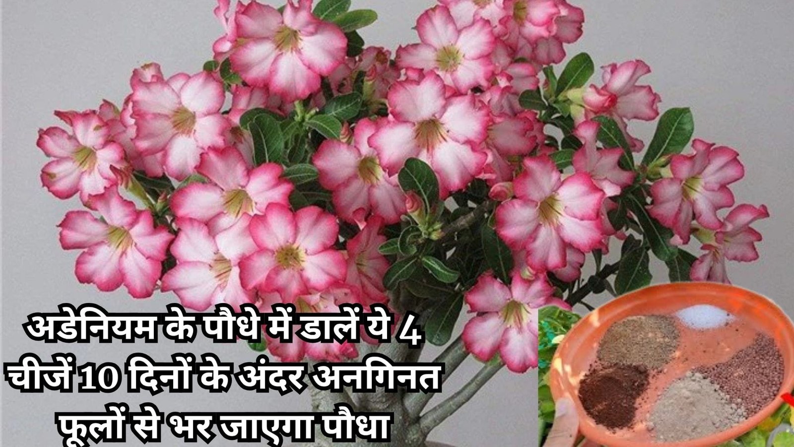 Gardening tips: बरसात में अडेनियम के पौधे में डालें ये 4 चीजें, 10 दिनों के अंदर अनगिनत फूलों से भर जाएगा पौधा डबल स्पीड से होगी ग्रोथ