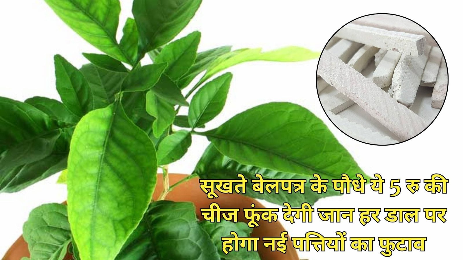 Gardening tips: सूखते बेलपत्र के पौधे ये 5 रूपए की चीज फूंक देगी जान, हर डाल पर होगा नई पत्तियों का फुटाव घना हो जाएगा पौधा, जाने नाम