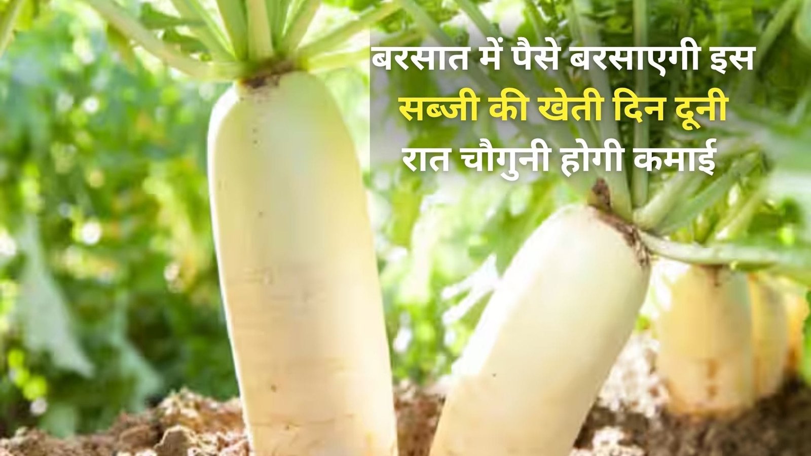 बरसात में पैसे बरसाएगी इस सब्जी की खेती, दिन दूनी रात चौगुनी होगी कमाई खेती से धनवान हो जायेंगे किसान, जाने नाम