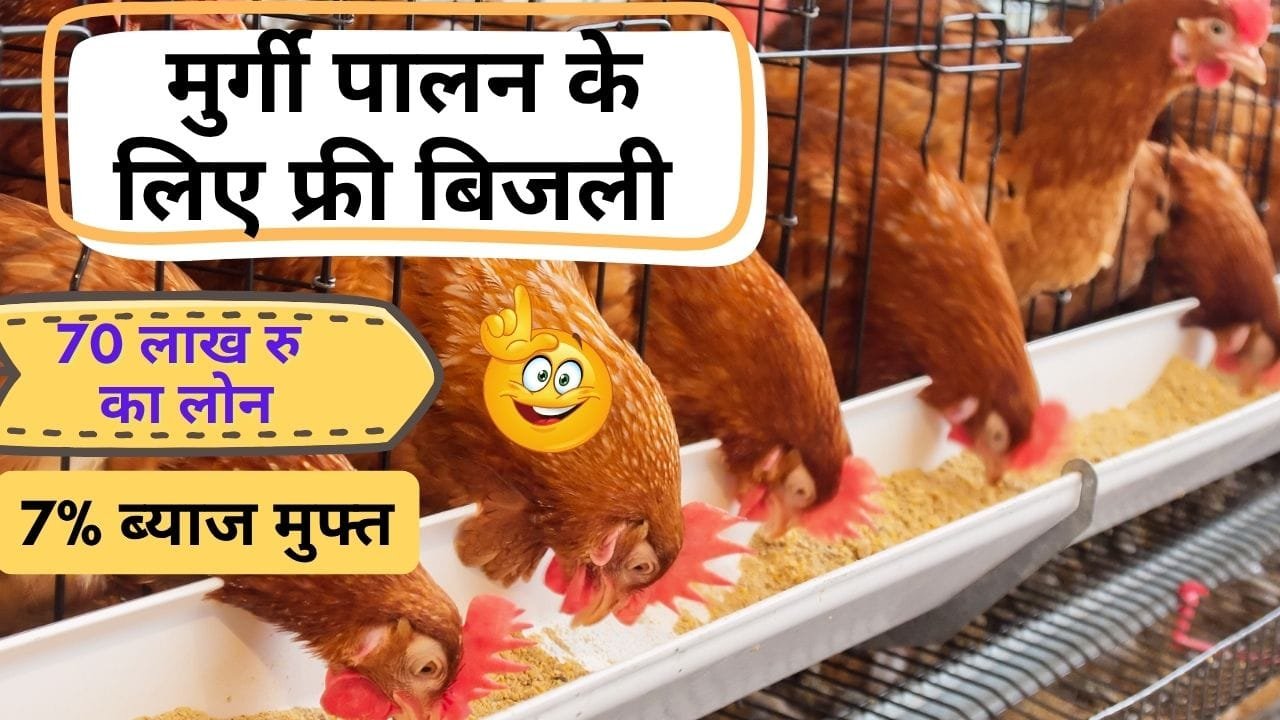 मुर्गी पालन के लिए फ्री बिजली