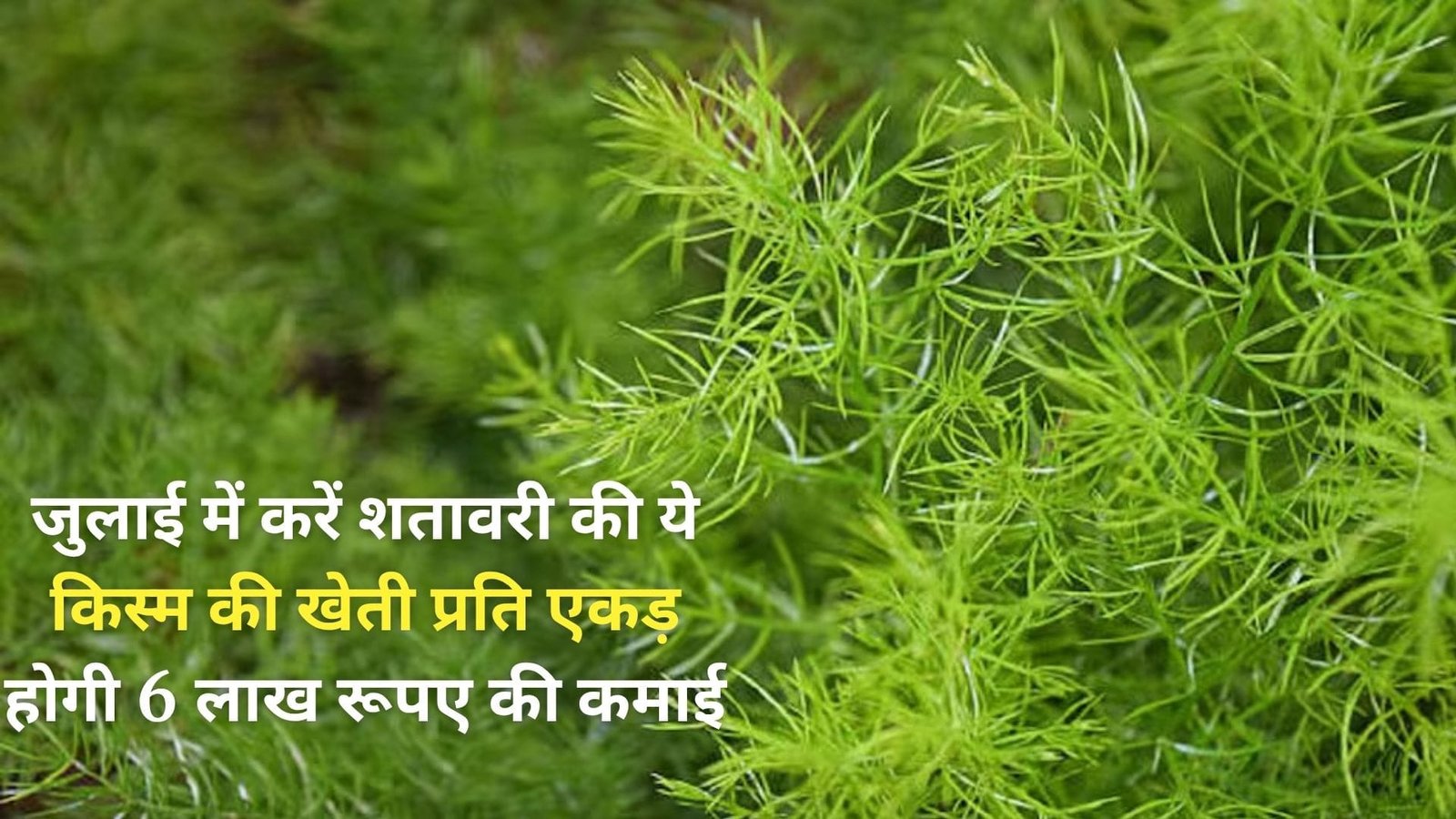 जुलाई में करें शतावरी की इस किस्म की खेती, प्रति एकड़ होगी 6 लाख रूपए की कमाई मार्केट में है भारी डिमांड, जाने नाम