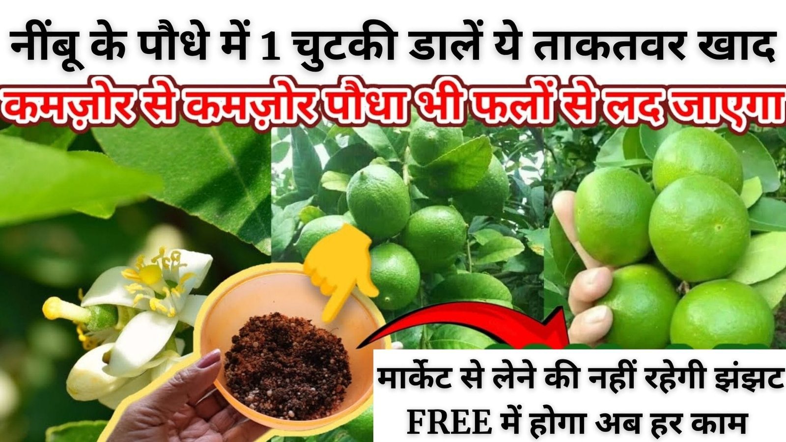 Gardening Tips: नींबू के पौधे में 1 चुटकी डालें ये ताकतवर खाद, बड़े-बड़े फलों से लद जाएगा पौधा मार्केट से लेने की नहीं रहेगी झंझट FREE में होगा अब हर काम