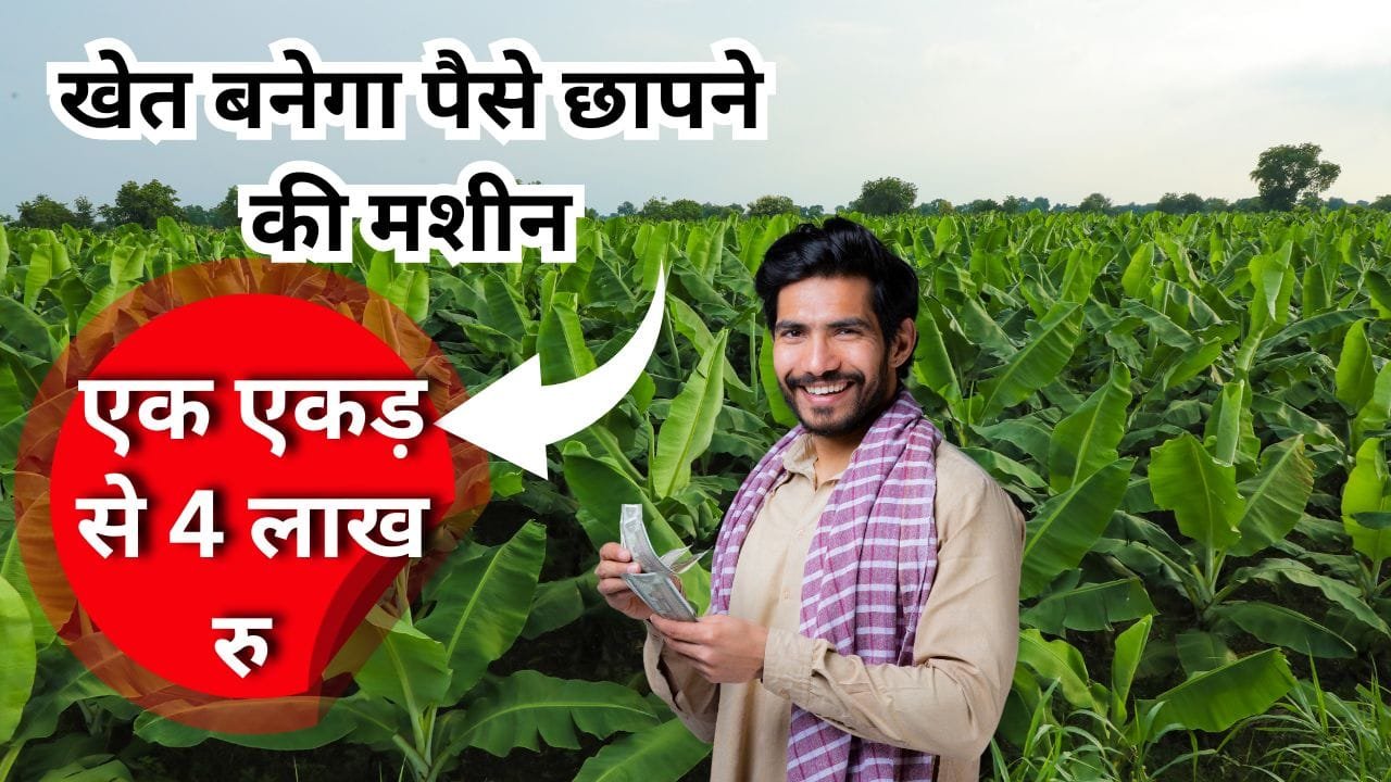 केला की खेती