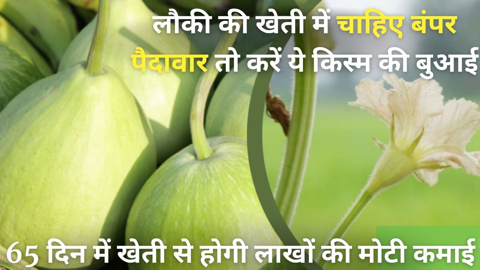 लौकी की खेती में चाहिए बंपर पैदावार, तो करें इस किस्म की बुआई सिर्फ 65 दिन में खेती से होगी लाखों की मोटी कमाई, जाने नाम