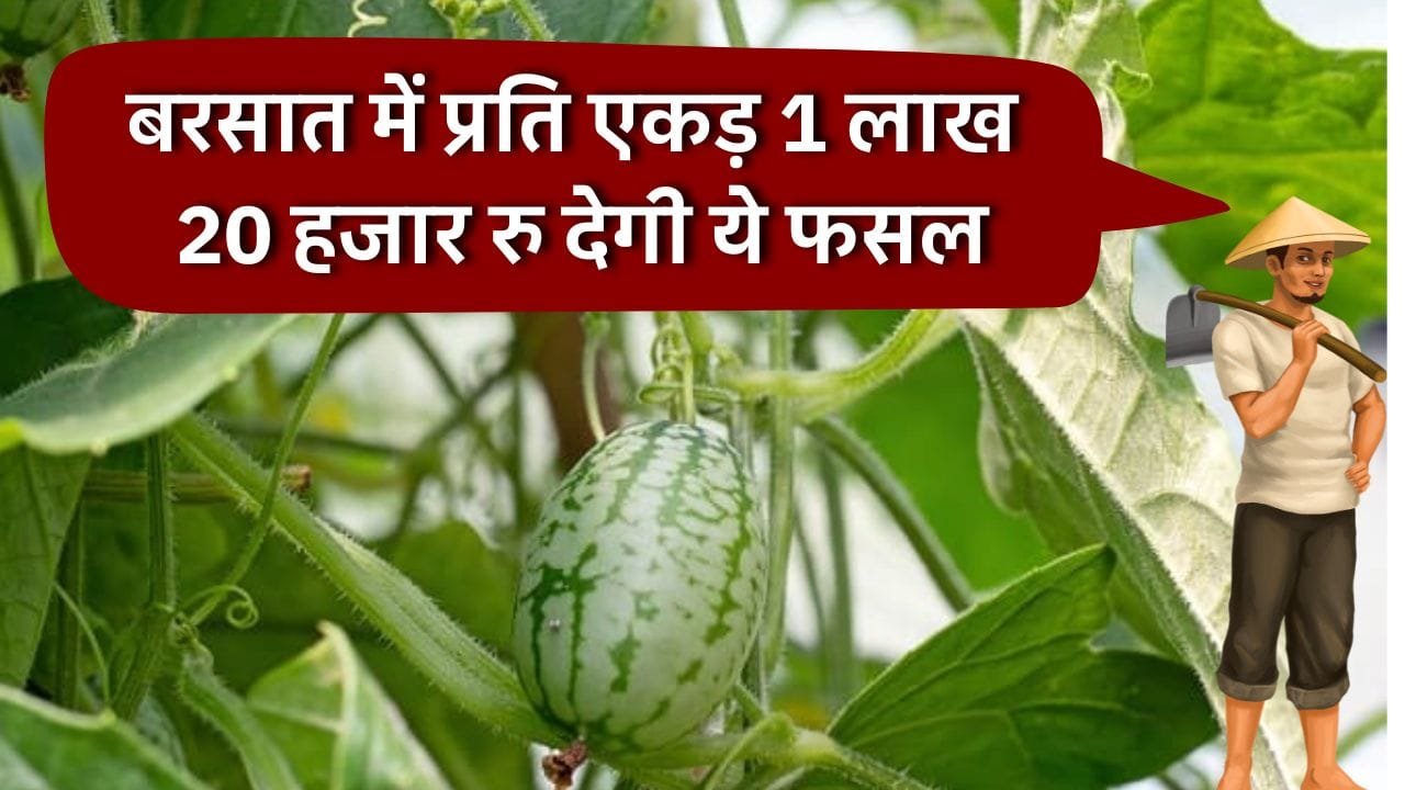 काचरी की खेती का समय