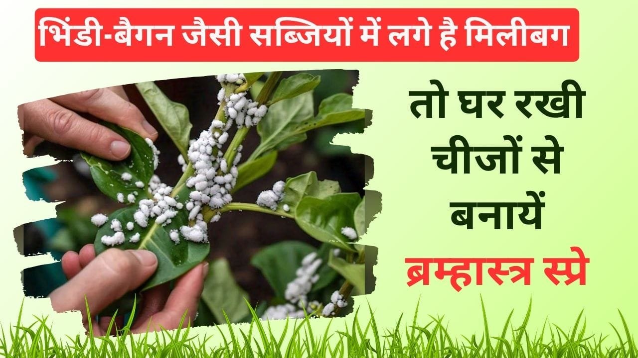 मिलीबग हटाने का घरेलू उपाय