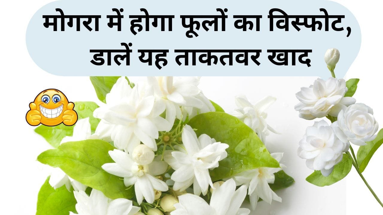 मोगरा के लिए खादों का मिश्रण