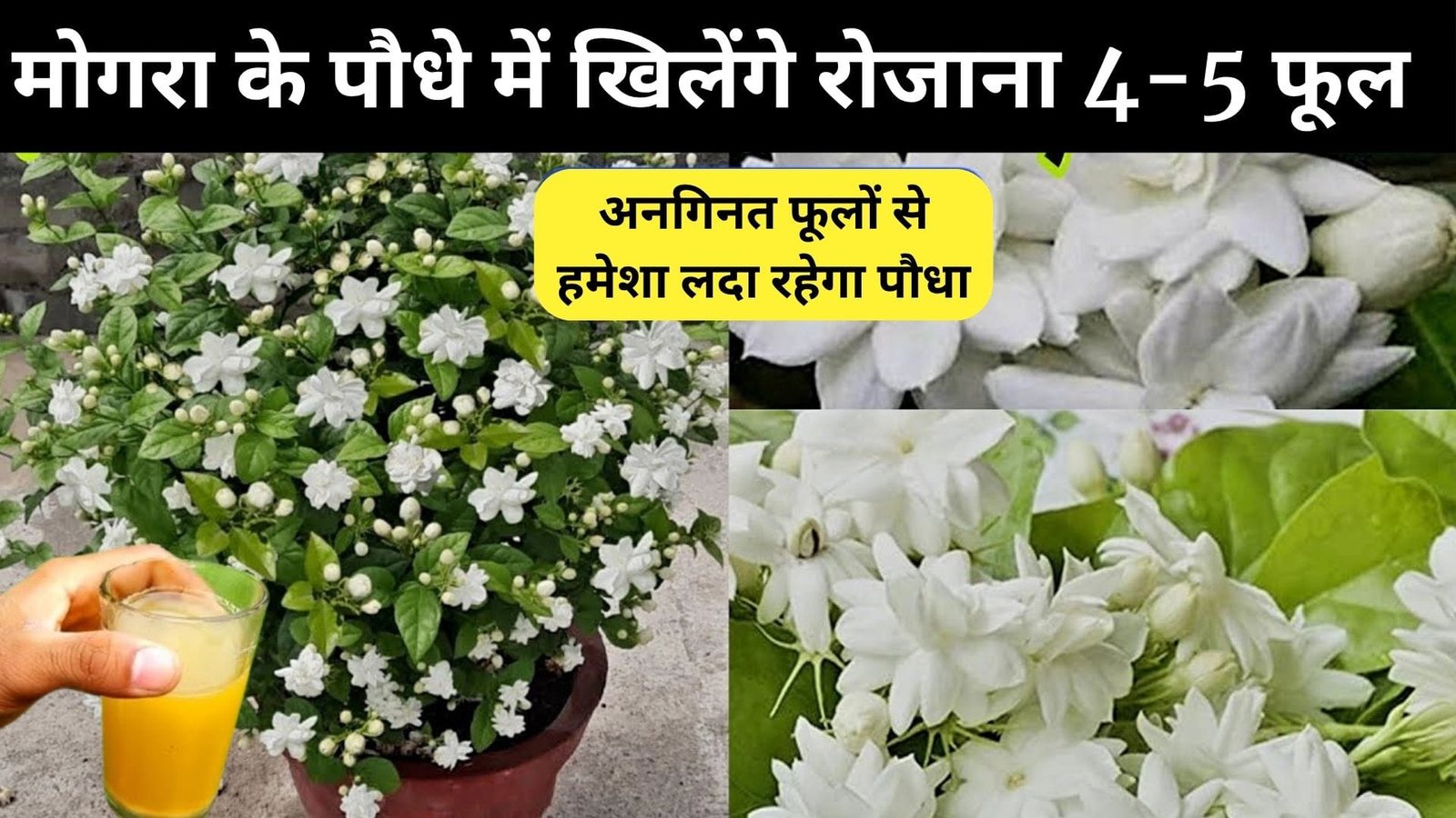 Gardening tips: मोगरा के पौधे में खिलेंगे रोजाना 4-5 फूल, अनगिनत फूलों से हमेशा लदा रहेगा पौधा बस डालें माली की बताई ये चीजें और देखें कमाल