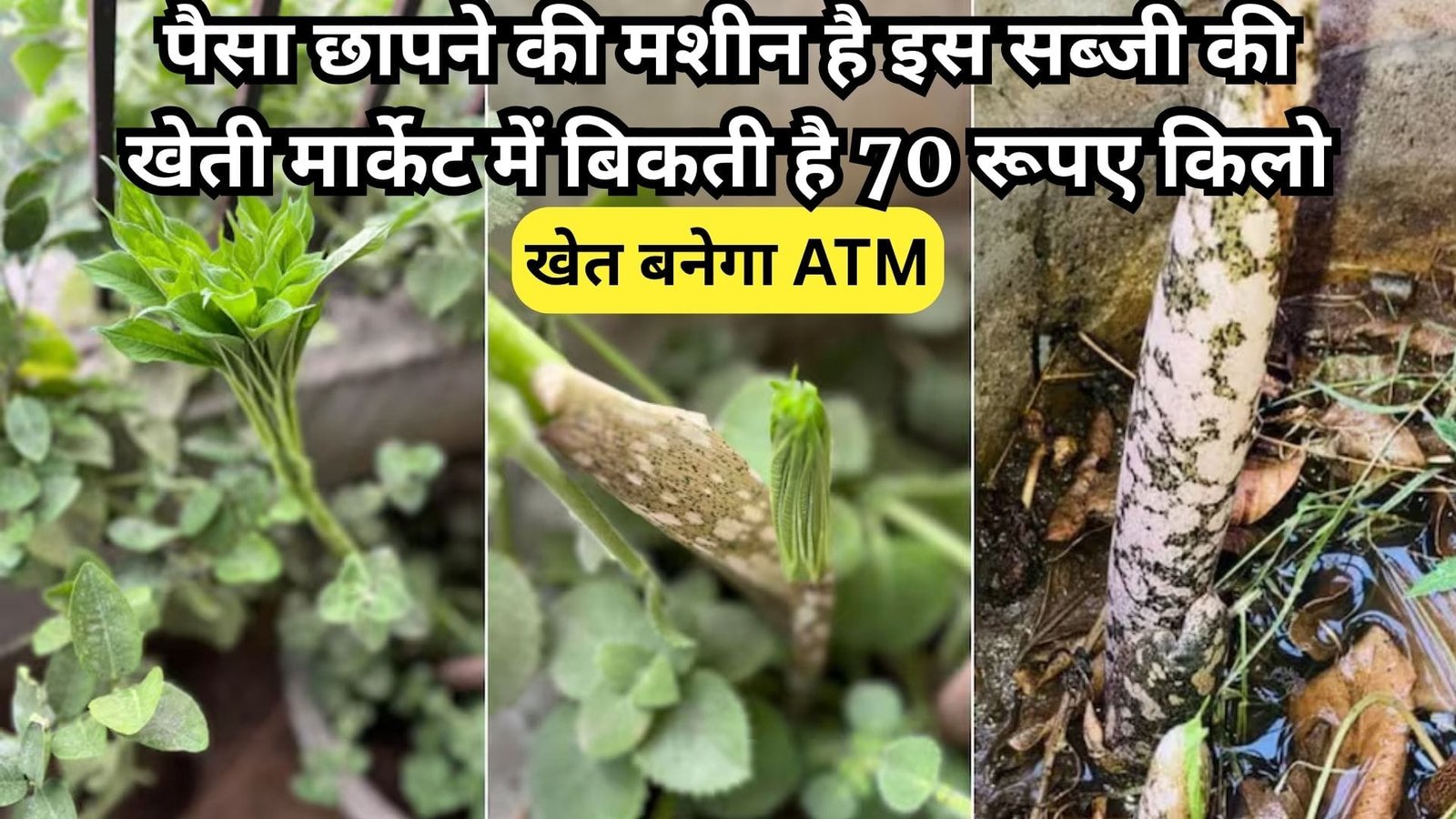 'खेत बनेगा ATM' पैसा छापने की मशीन है इस सब्जी की खेती, मार्केट में बिकती है 70 रूपए किलो साल में सिर्फ 2 महीने आती है नजर, जाने नाम