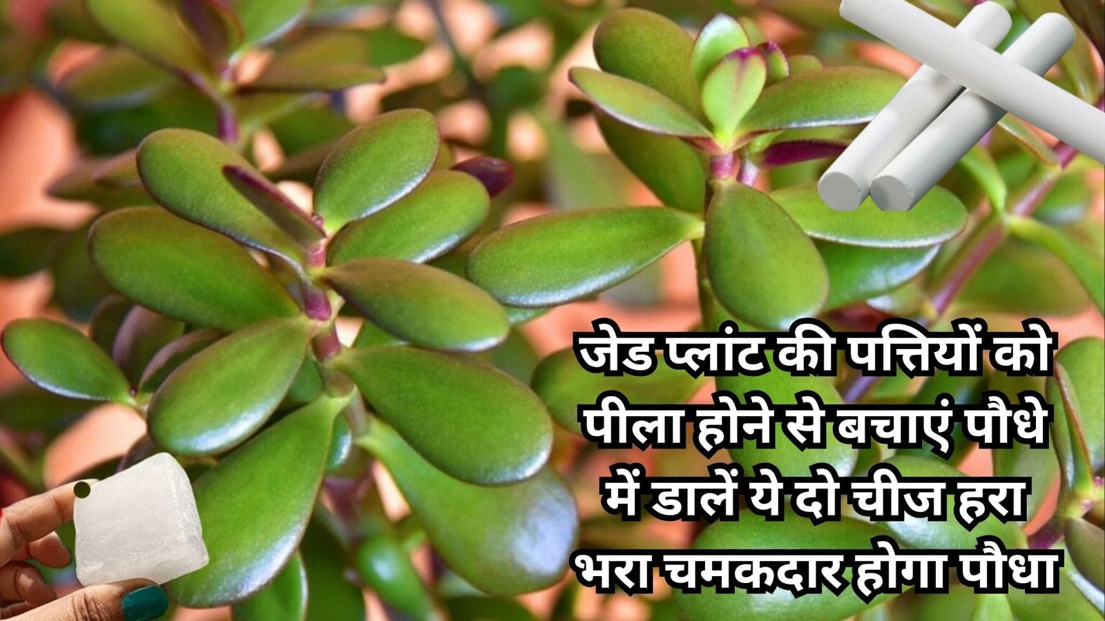 Gardening Tips: जेड प्लांट की पत्तियों को पीला होने से बचाएं, बस पौधे में डालें ये 10 रूपए की दो चीज हरा भरा चमकदार होगा पौधा, जाने नाम