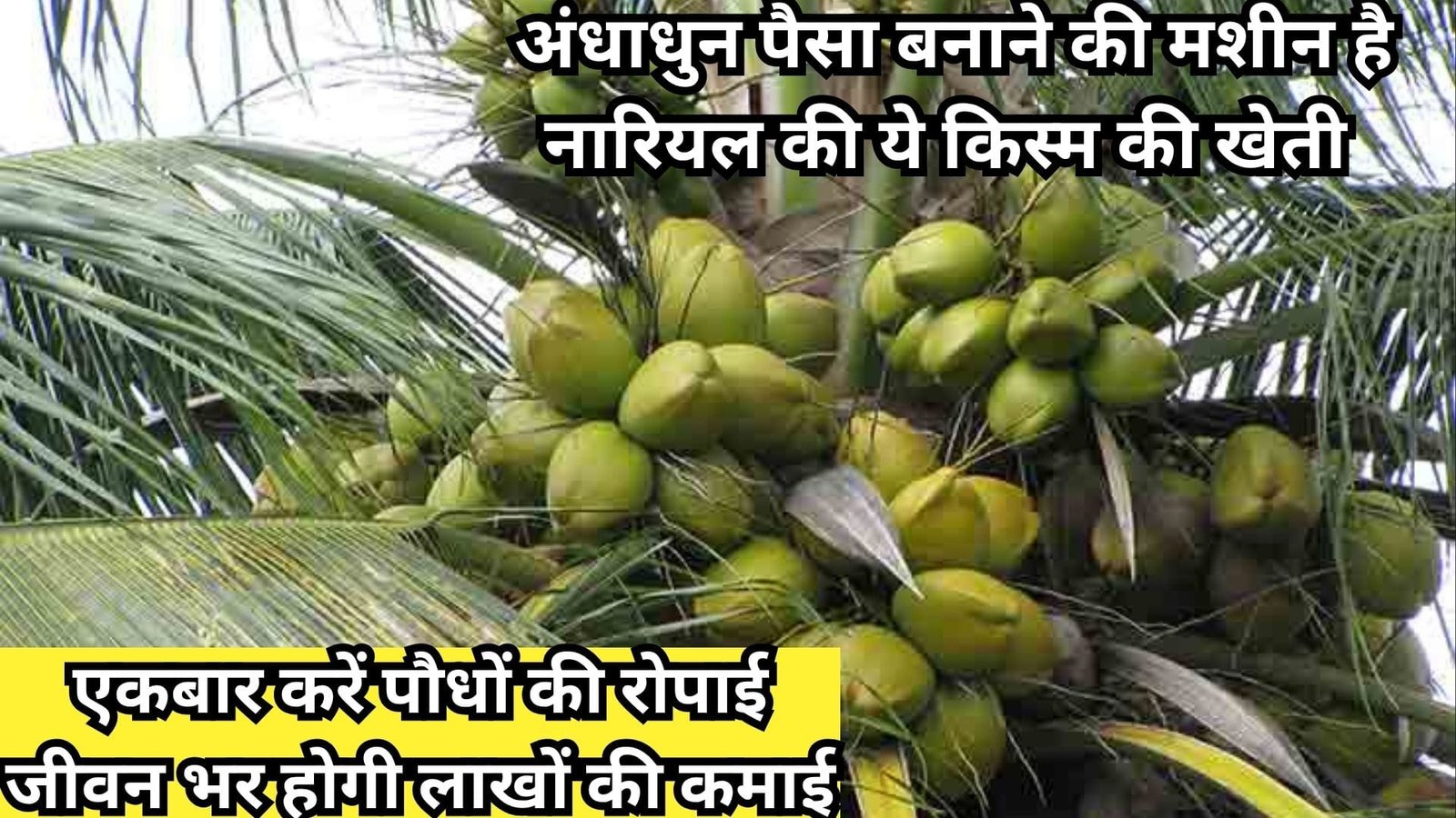 अंधाधुन पैसा बनाने की मशीन है नारियल की ये किस्म की खेती, एकबार करें पौधों की रोपाई जीवन भर होगी लाखों की ताबड़तोड़ कमाई, जाने नाम