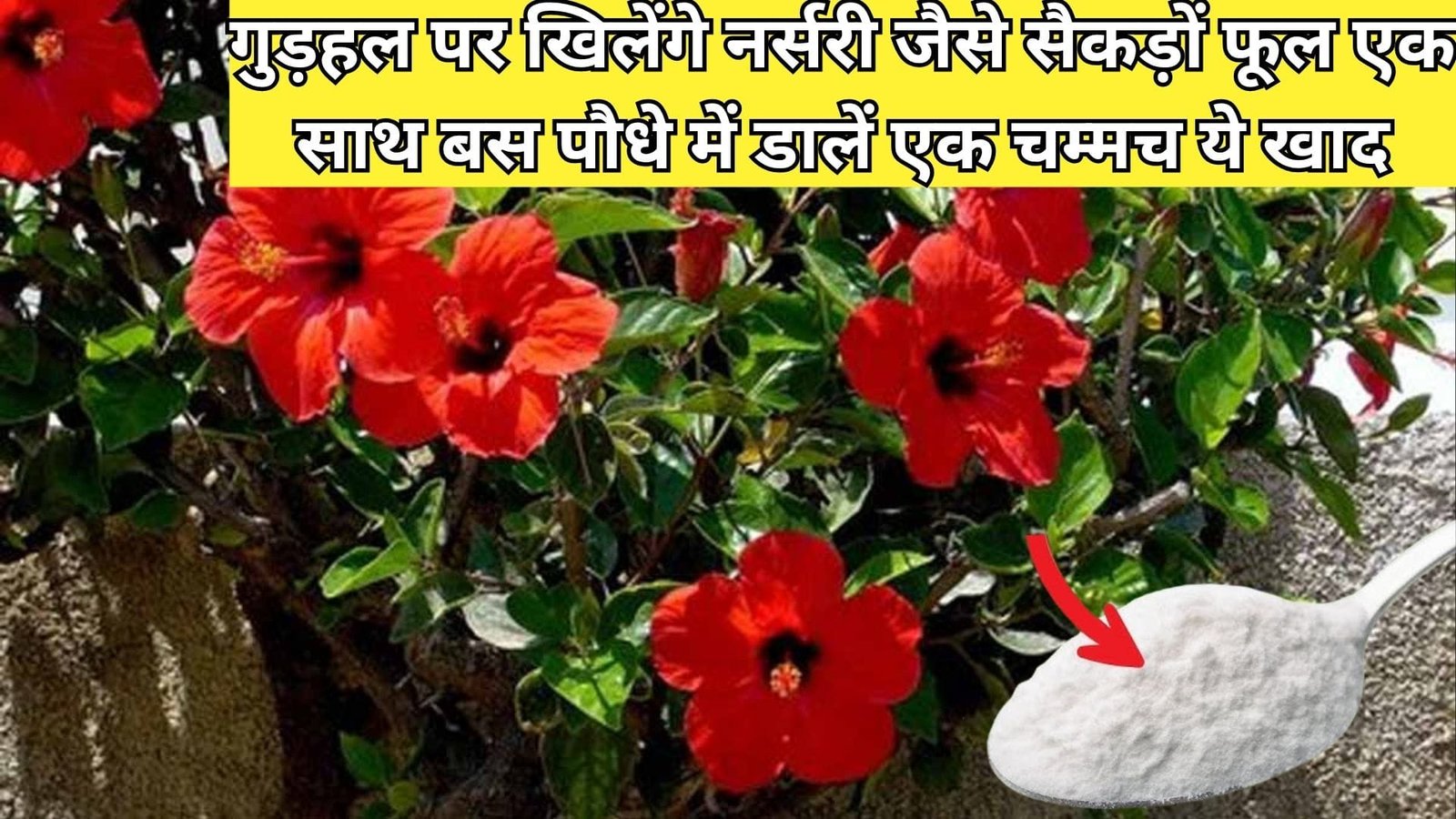 Gardening tips: गुड़हल पर खिलेंगे नर्सरी जैसे सैकड़ों फूल एक साथ, बस पौधे में डालें एक चम्मच ये खाद माली ने खुद इस्तेमाल करके दिखाया कमाल