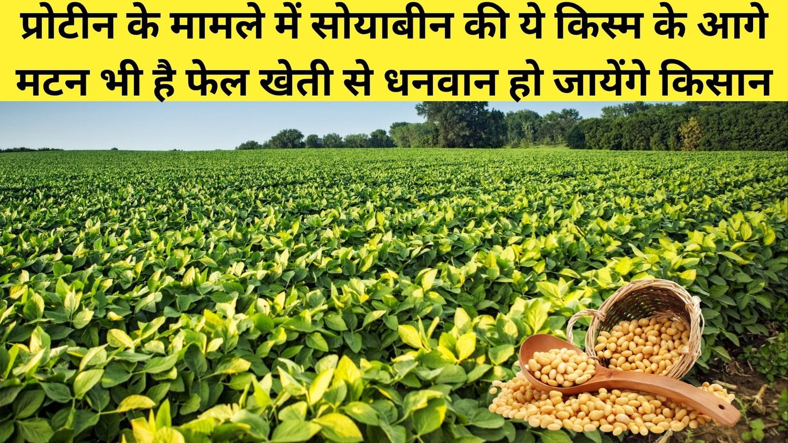 प्रोटीन के मामले में सोयाबीन की ये किस्म के आगे मटन भी है फेल, खेती से धनवान हो जायेंगे किसान प्रति हेक्टेयर होगा 35 क्विंटल का उत्पादन, जाने नाम