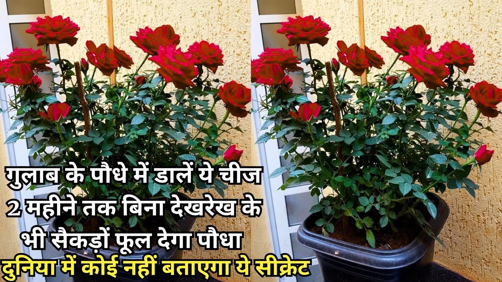 Gardening Tips: गुलाब के पौधे में एकबार डालें ये एक चीज 2 महीने तक बिना देखरेख के भी अनगिनत फूल देगा पौधा दुनिया में कोई नहीं बताएगा ये सीक्रेट