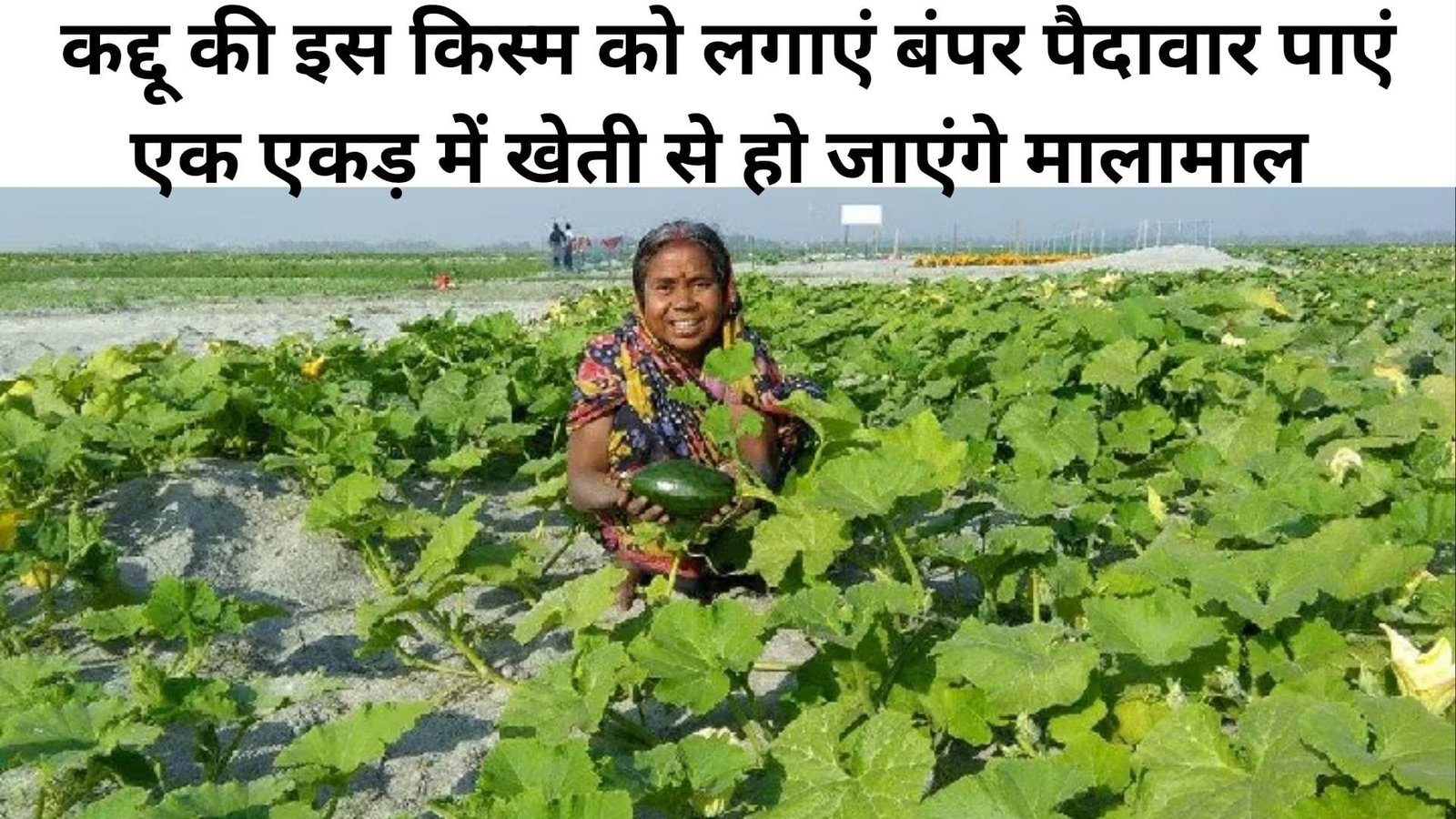 कद्दू की इस किस्म को लगाएं बंपर पैदावार पाएं, एक एकड़ में खेती से हो जाएंगे मालामाल पैसों से खचाखच भर जाएगी जेब, जाने नाम