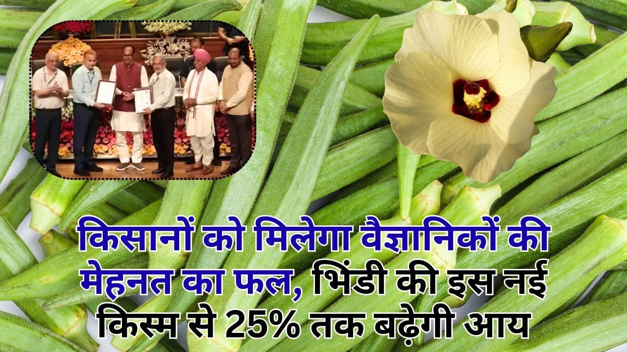 भिंडी की काशी सहिष्णु वैरायटी