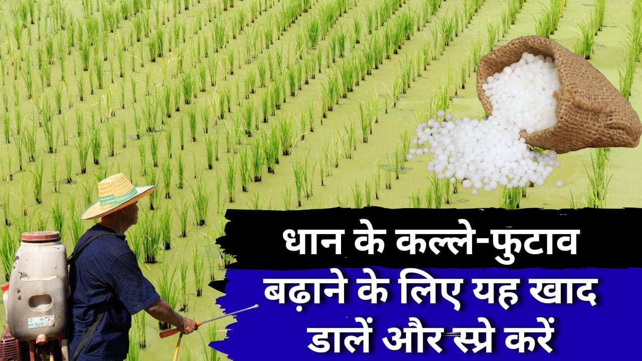 धान की रोपाई के 20 और 30 दिन बाद यह खाद-स्प्रे करें